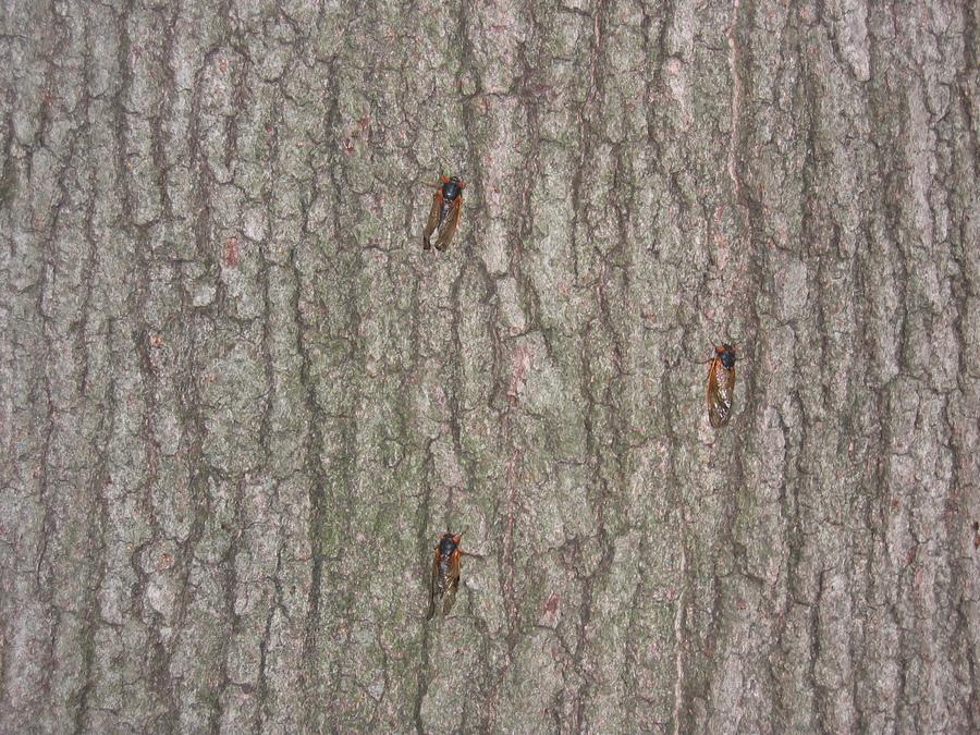 IMG_0034.JPG