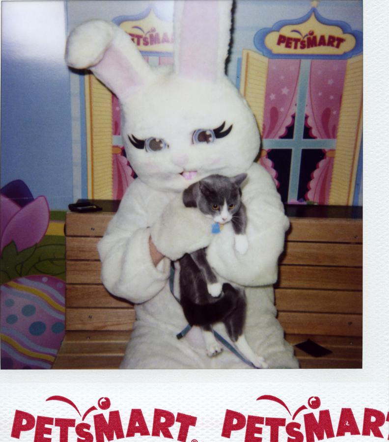 easter_bunny001.jpg