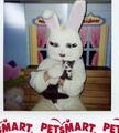 easter_bunny002.jpg